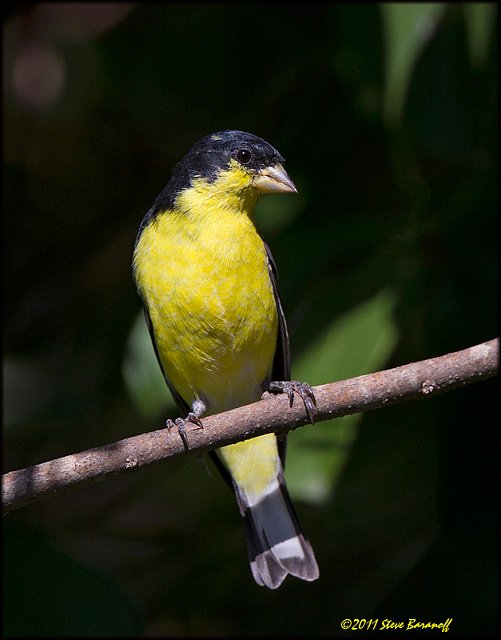 _1SB8120 lesser goldfinch.jpg